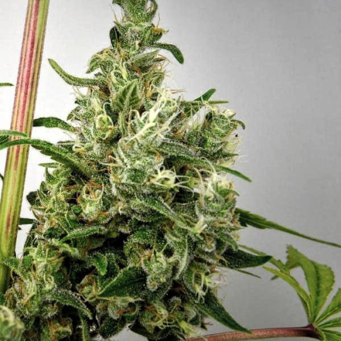 Семена конопли Fast N Glorious reg. Mandala Seeds