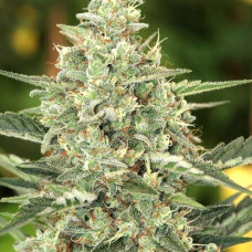 Flashberry (10 regular seeds) (Mandala Seeds)