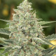 Насіння коноплі Flashberry reg. Mandala Seeds