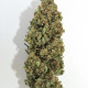 Насіння коноплі Flashberry reg. Mandala Seeds