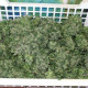 Насіння коноплі Flashberry reg. Mandala Seeds