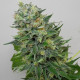 Насіння коноплі Flashberry reg. Mandala Seeds
