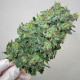 Насіння коноплі Flashberry reg. Mandala Seeds