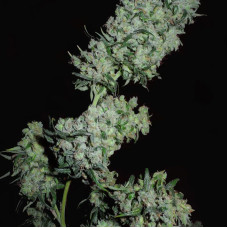 Mountain Gold x Satori Elite (Limited Edition) regular (Mandala Seeds)