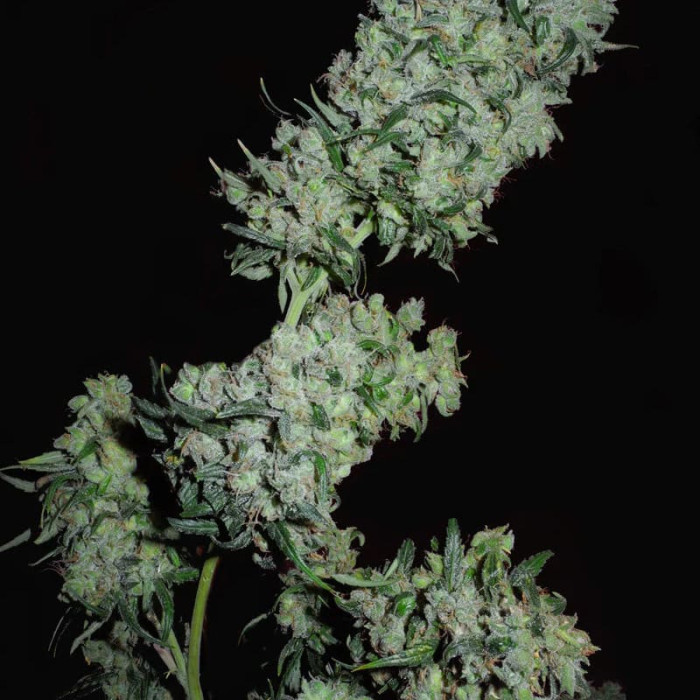 Насіння коноплі Mountain Gold x Satori Elite (Limited Edition) reg. Mandala Seeds