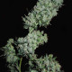 Насіння коноплі Mountain Gold x Satori Elite (Limited Edition) reg. Mandala Seeds