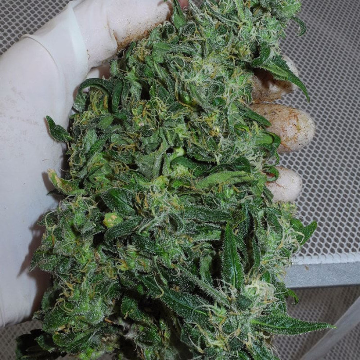 Насіння коноплі Mountain Gold x Satori Elite (Limited Edition) reg. Mandala Seeds