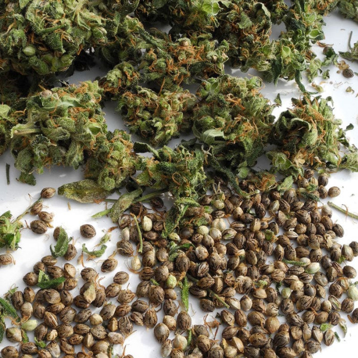 Насіння коноплі Mountain Gold x Satori Elite (Limited Edition) reg. Mandala Seeds
