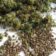 Насіння коноплі Mountain Gold x Satori Elite (Limited Edition) reg. Mandala Seeds
