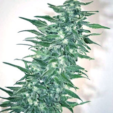 Rishi Kush regular (Mandala Seeds)