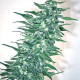 Семена конопли Rishi Kush reg. Mandala Seeds