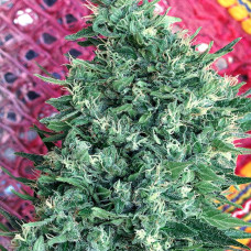 Satori regular (Mandala Seeds)