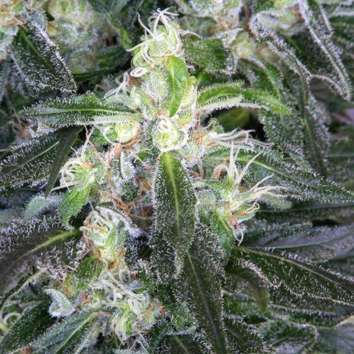 Насіння коноплі Satori reg. Mandala Seeds