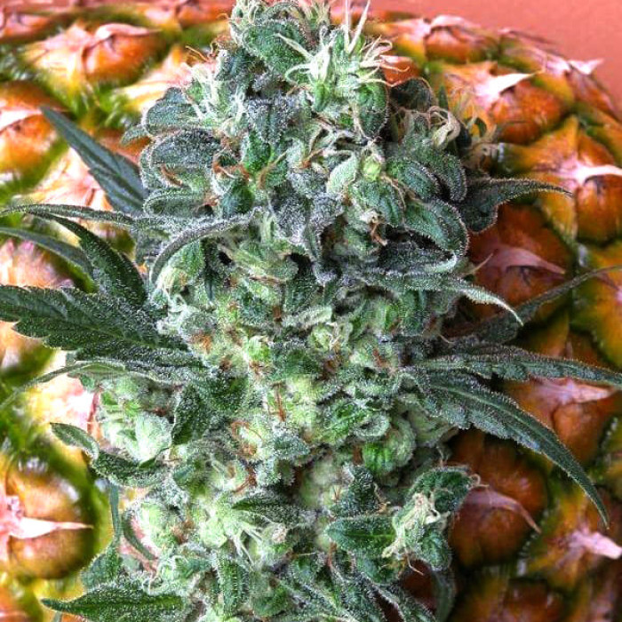 Насіння коноплі Satori reg. Mandala Seeds