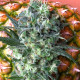 Насіння коноплі Satori reg. Mandala Seeds