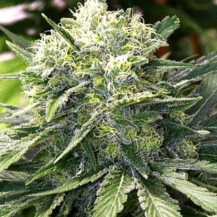 Насіння коноплі Satori reg. Mandala Seeds