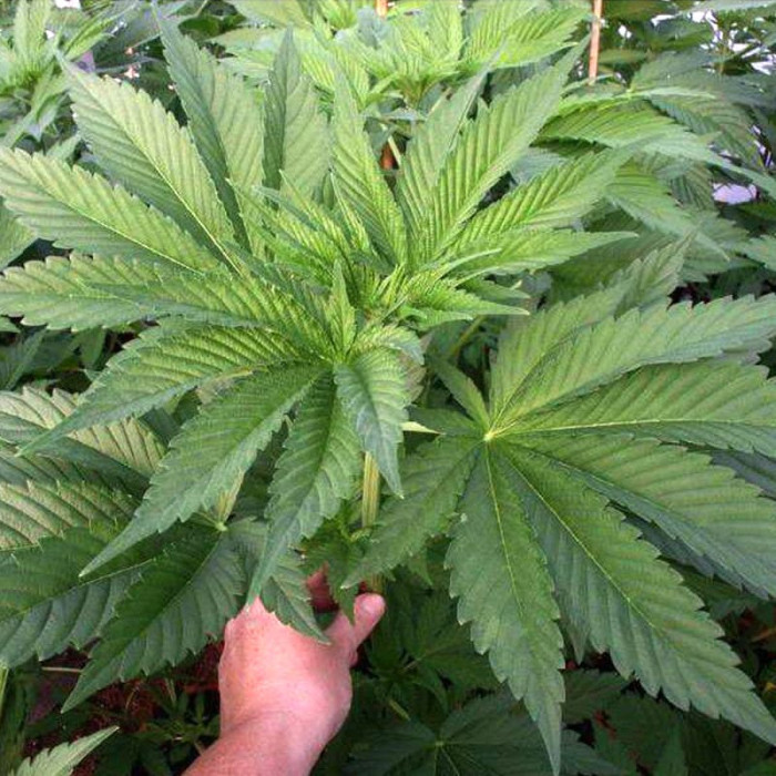 Насіння коноплі Satori reg. Mandala Seeds