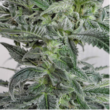 Satori x Mountain Gold (R&D) regular (Mandala Seeds)