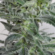 Насіння коноплі Satori x Mountain Gold (R&D) reg. Mandala Seeds