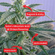Насіння коноплі Satori x Mountain Gold (R&D) reg. Mandala Seeds