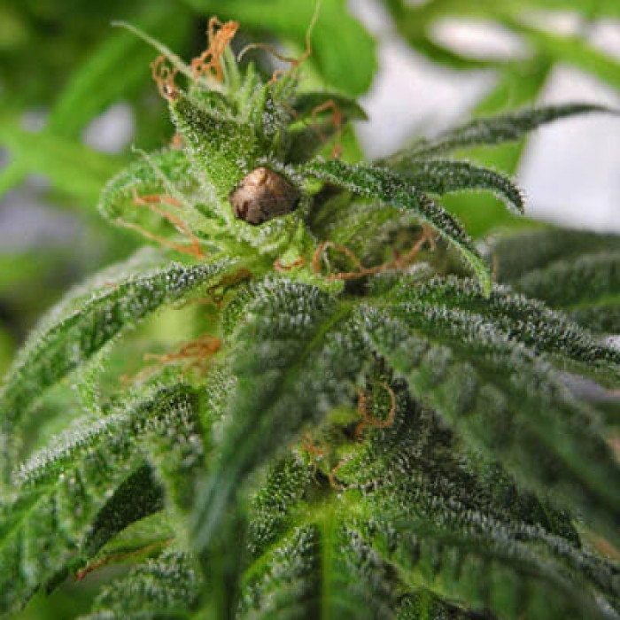 Насіння коноплі Satori x Mountain Gold (R&D) reg. Mandala Seeds