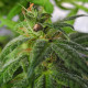 Насіння коноплі Satori x Mountain Gold (R&D) reg. Mandala Seeds