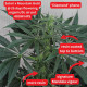 Насіння коноплі Satori x Mountain Gold (R&D) reg. Mandala Seeds