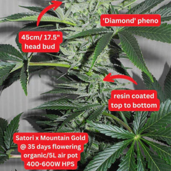 Насіння коноплі Satori x Mountain Gold (R&D) reg. Mandala Seeds