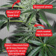 Насіння коноплі Satori x Mountain Gold (R&D) reg. Mandala Seeds