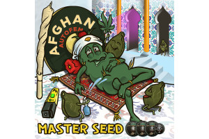 Насіння Афган MASTER SEED