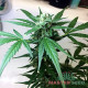 Насіння марихуани Amnesia autofem. XXL Premium Big Size