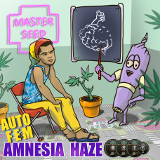 Amnesia Haze auto feminised (MASTER SEED)