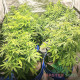 Насіння коноплі Amnesia Lime autofem. MASTER SEED