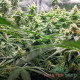 Насіння коноплі Amnesia Lime autofem. MASTER SEED