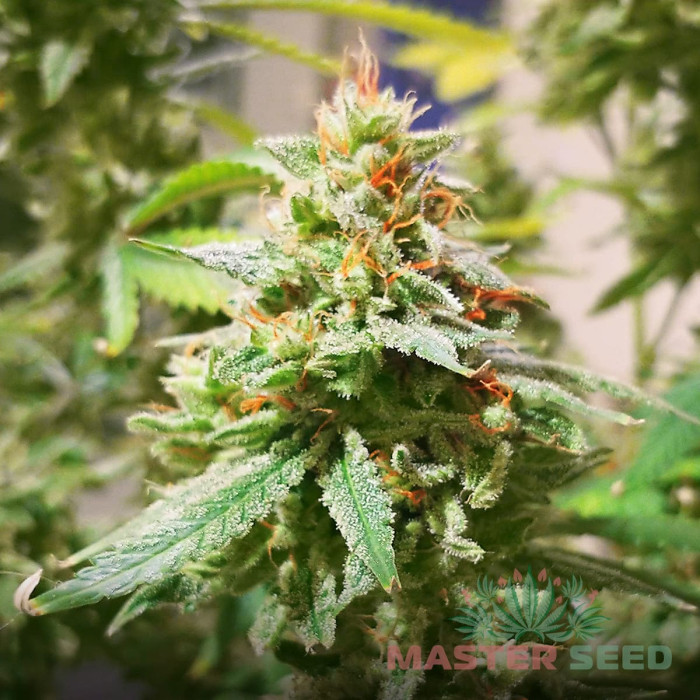 Насіння коноплі Amnesia Lime autofem. MASTER SEED