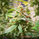 Насіння коноплі Amnesia Lime autofem. MASTER SEED