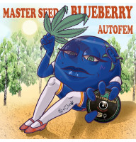 Blueberry auto feminised (MASTER SEED)