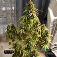 Gelato auto feminised (MASTER SEED)