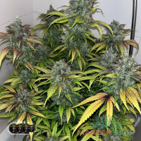 Gorilla Cookies auto feminised (MASTER SEED)