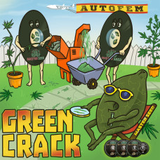 Green Crack auto feminised (MASTER SEED)