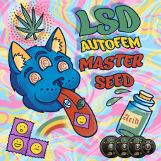 LSD auto feminised (MASTER SEED)