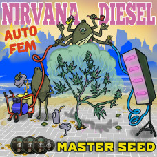 Nirvana Diesel auto feminised (MASTER SEED)