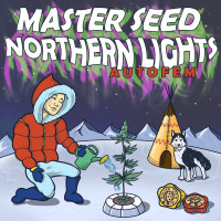 Northern Lights auto feminised (MASTER SEED)