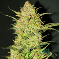 OG Kush auto feminised (MASTER SEED)