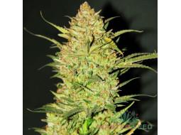 OG Kush auto feminised (MASTER SEED)