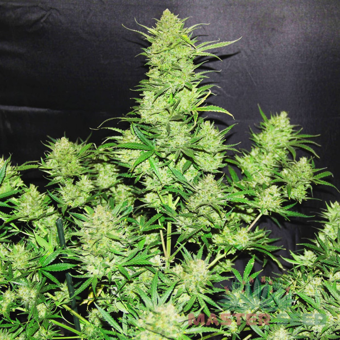 Семена конопли OG Kush autofem. MASTER SEED
