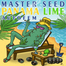 Panama Lime auto feminised (MASTER SEED)