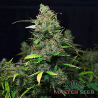 Purple Kush auto feminised (MASTER SEED)
