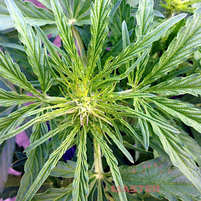 Семена конопли Somango autofem. MASTER SEED