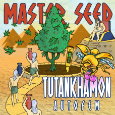 Tutankhamon auto feminised (MASTER SEED)